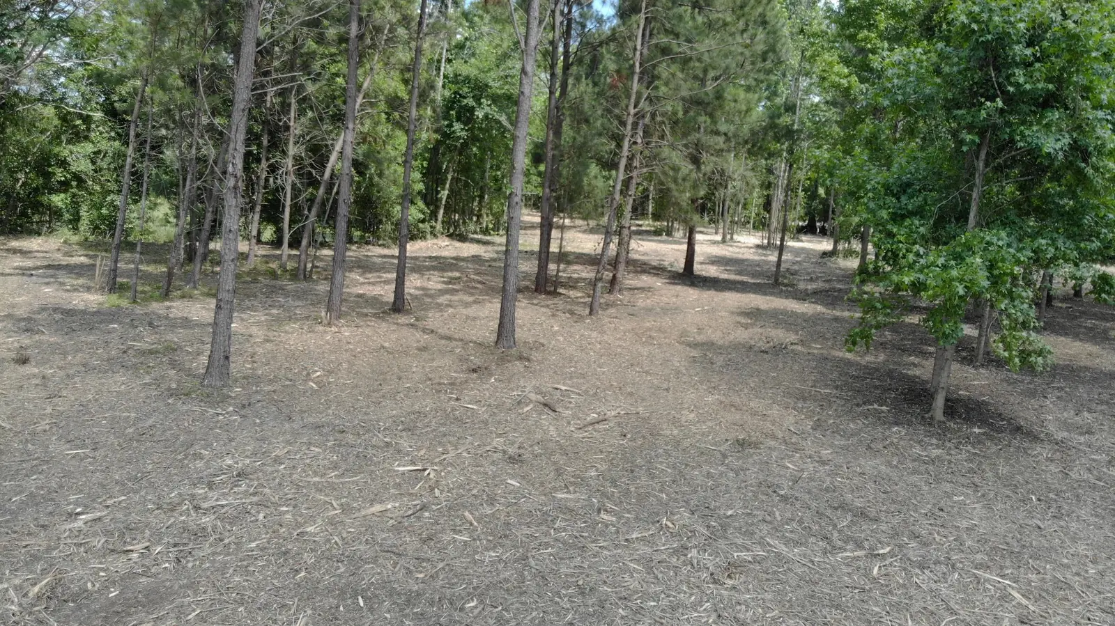 Brush Clearing in Monticello, FL