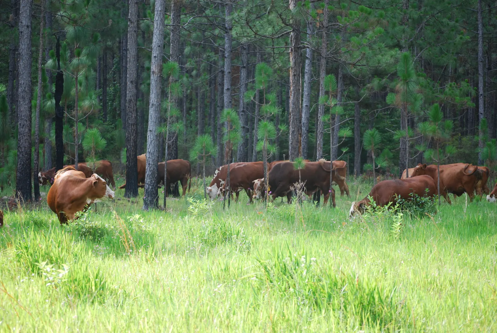 Open cleared land with pines left standing