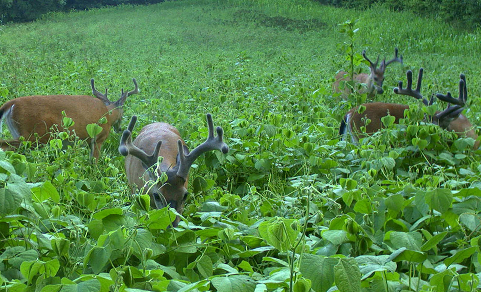 Whitetail bucks feeding in a summer food plot