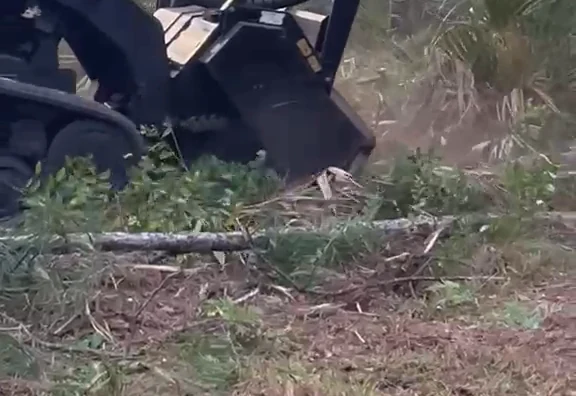 Brush clearing in progress: our mulching head working through underbrush, with a cut sapling and fresh mulch on the ground