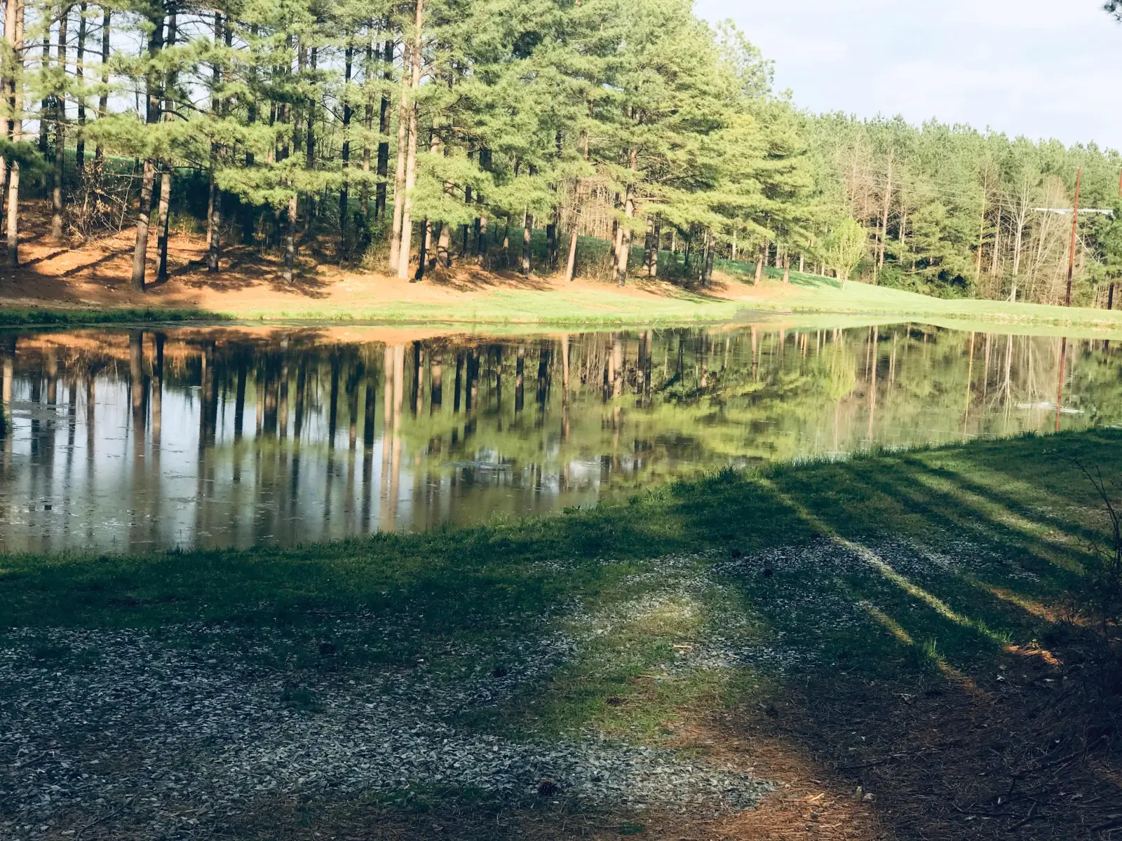 Finished farm pond ringed by tall pines with still water reflecting the treeline