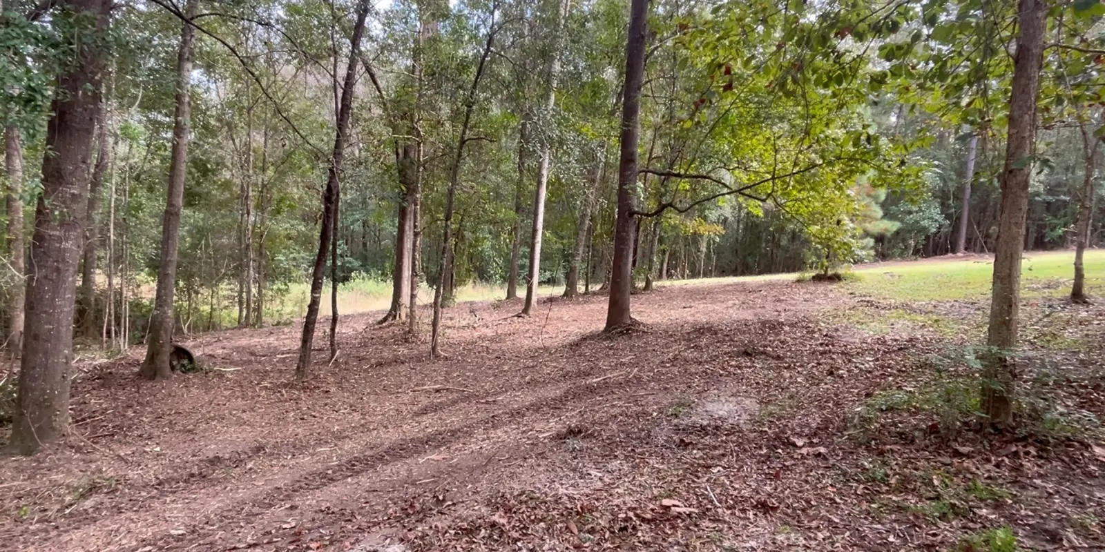 Freshly mulched woodland floor with mature trees left standing after forestry mulching on rural property
