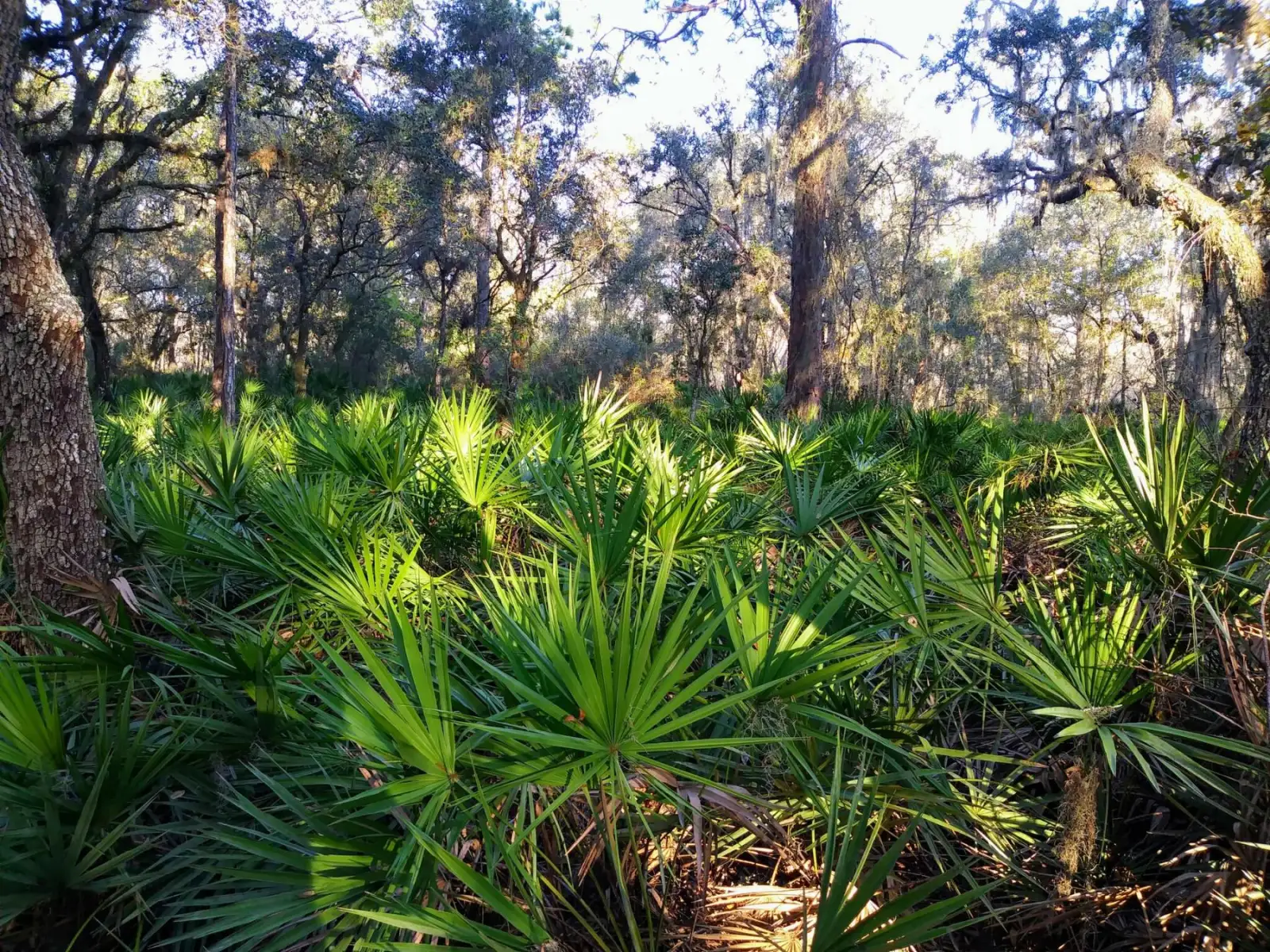 Dense palmetto and pine underbrush before clearing