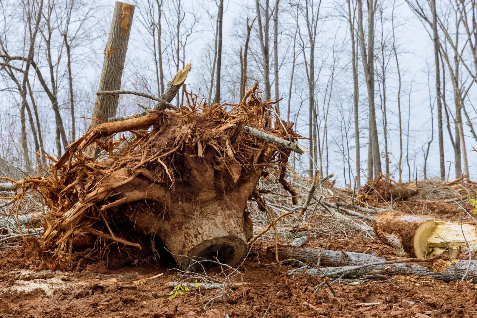Large uprooted tree stump and its root ball lying on red clay of a cleared lot, with cut logs and brush stacked behind it