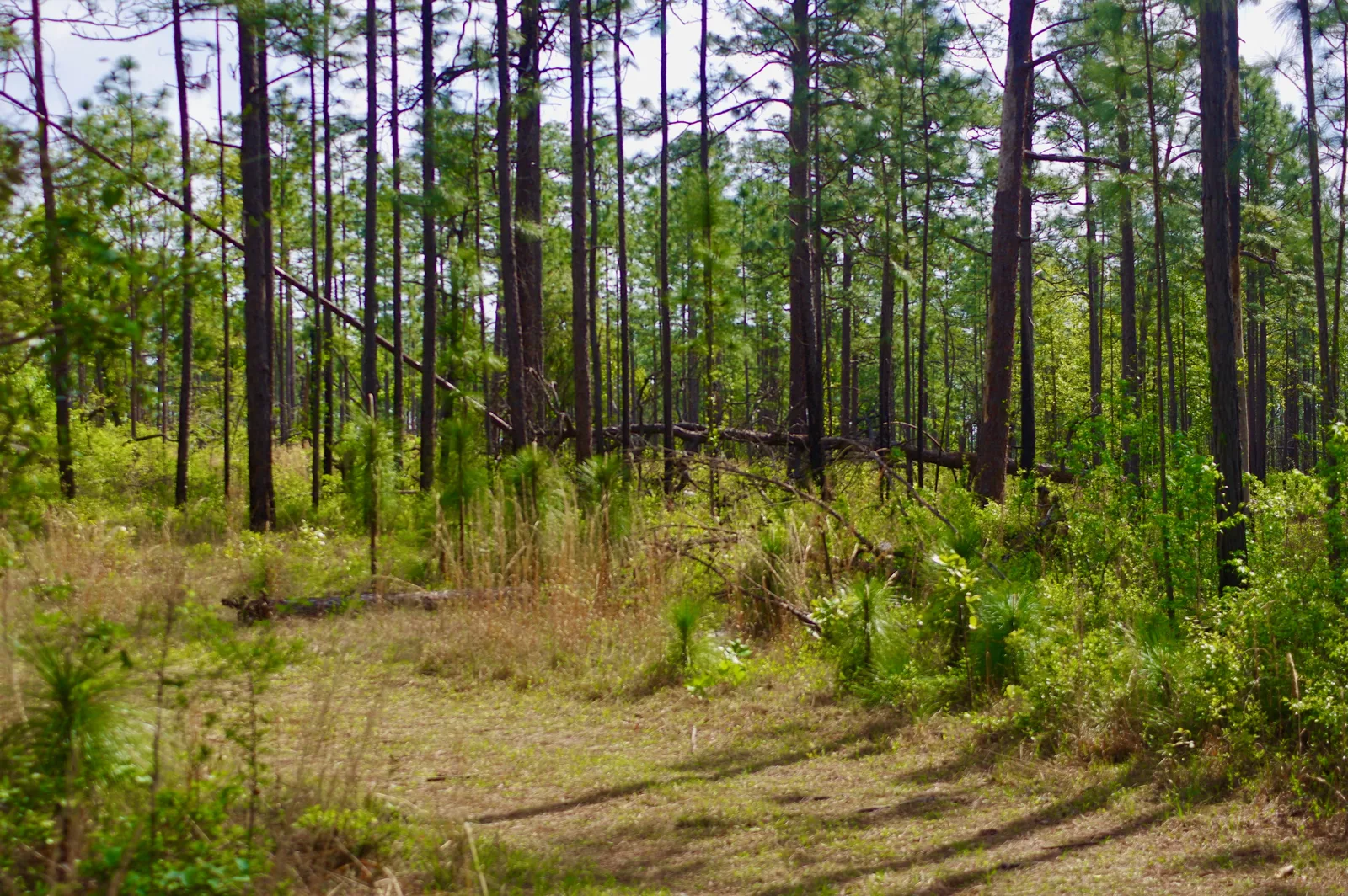 Open longleaf pine stand with a grassy understory, the kind of ground kept clear of hardwood brush for quail