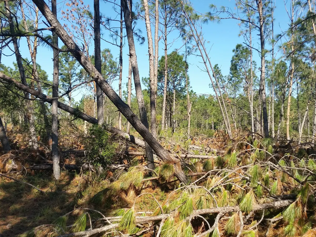 Storm-damaged pines leaning and lying across the woods floor after a hurricane